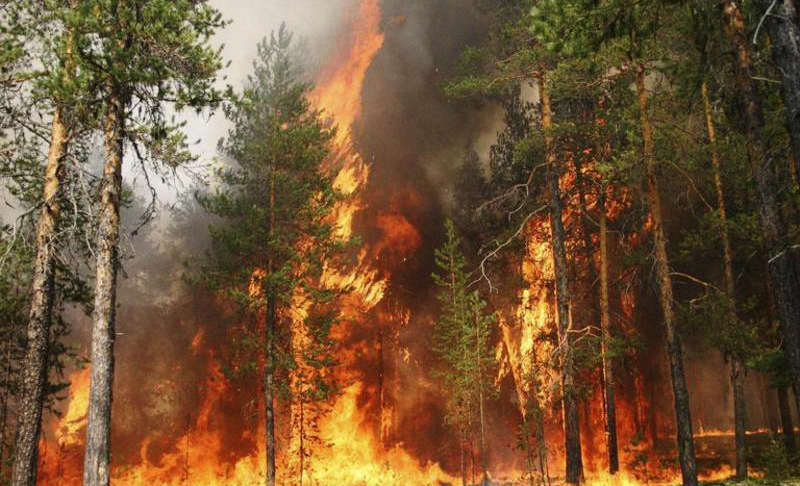 Лесные пожары – под контролем